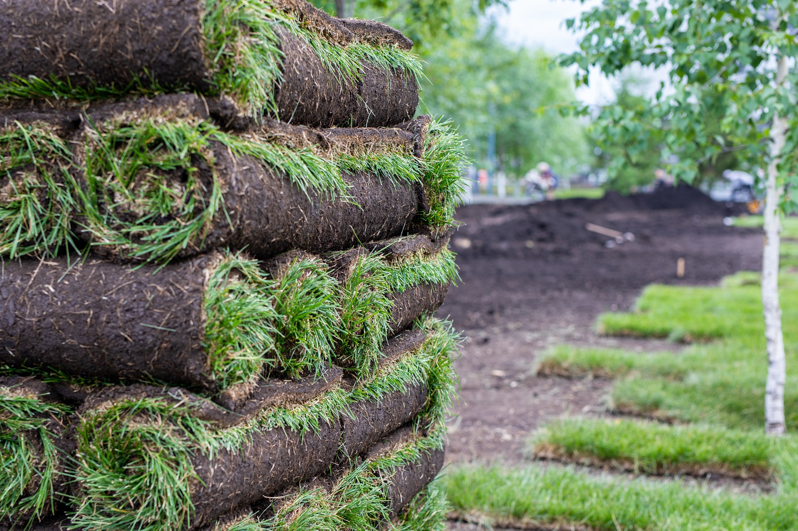stack,of,turf,grass,for,lawn.,carpet,of,turf,,roll